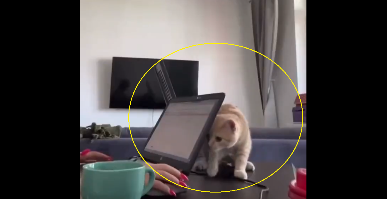 ‘Pawsitively Adorable’: Cat interrupts owner’s work from home