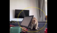 ‘Pawsitively Adorable’: Cat interrupts owner’s work from home