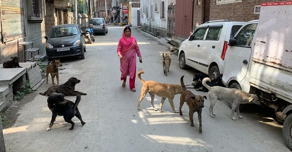 Delhi: Minor siblings killed in suspected stray dog attacks