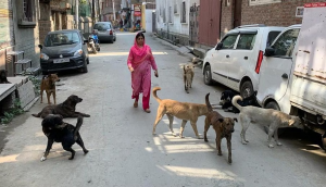 Delhi: Minor siblings killed in suspected stray dog attacks