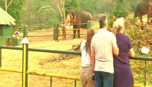Tourist throng to see baby jumbo from Oscar-winning 'Elephant Whisperers'