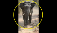 Watch: Wild elephant seen charging at vehicle in viral video