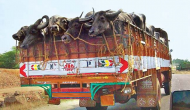 Karachi: Armed men rob truck full of buffaloes