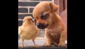 ‘AWW-Dorable’: Viral video of chick, sleepy puppy will bring smile to your face