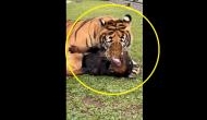 Tiger grabs rottweiler.. What happens next? [WATCH]