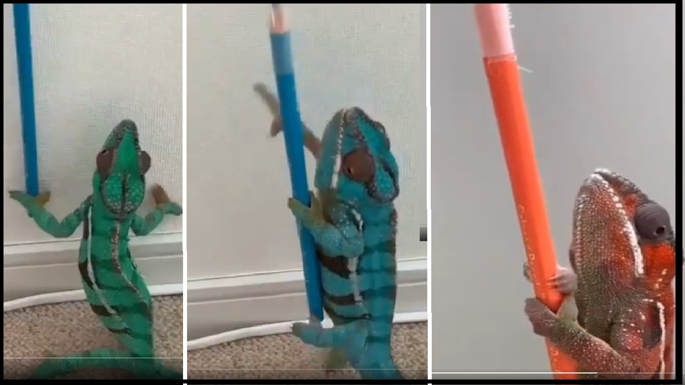 Watch: Chameleon changes colour while climbing colourful pencils