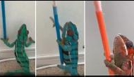 Watch: Chameleon changes colour while climbing colourful pencils