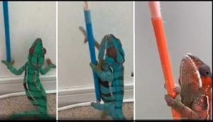 Watch: Chameleon changes colour while climbing colourful pencils
