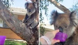 Passerby's heartwarming gesture to give water to thirsty koala during heatwave in Australia