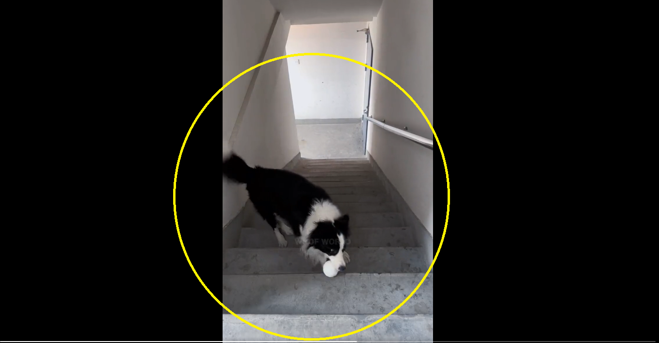 Viral Video: This furry pooch doesn’t need human to play