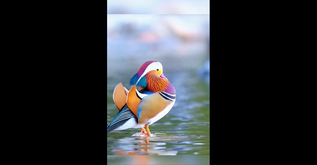 Not a Painting! Twitter Amazes with the Stunning Beauty of This Duck [WATCH]