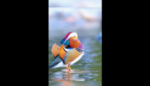 Not a Painting! Twitter Amazes with the Stunning Beauty of This Duck [WATCH]