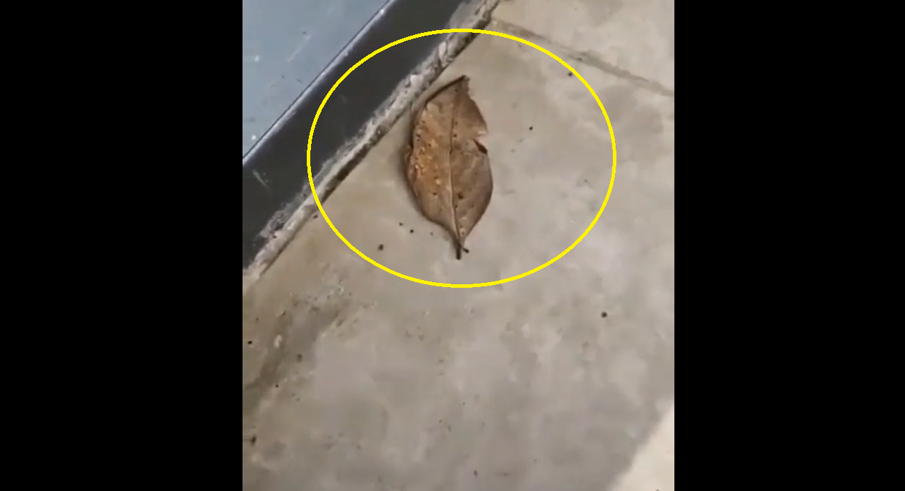 Wait What! Leaf turns into ‘butterfly’? [WATCH]