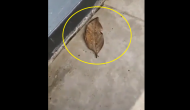 Wait What! Leaf turns into ‘butterfly’? [WATCH]