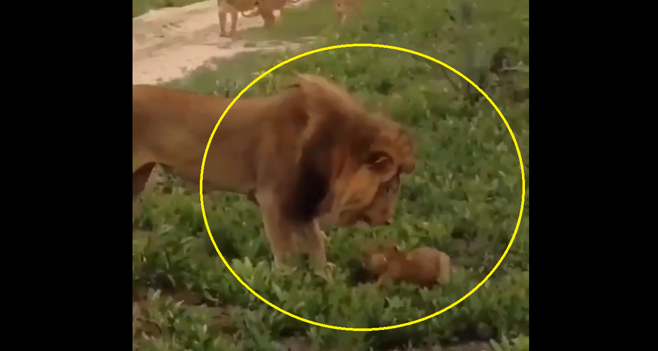 Viral Video: Mother lion saves cub from angry father
