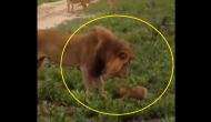 Viral Video: Mother lion saves cub from angry father