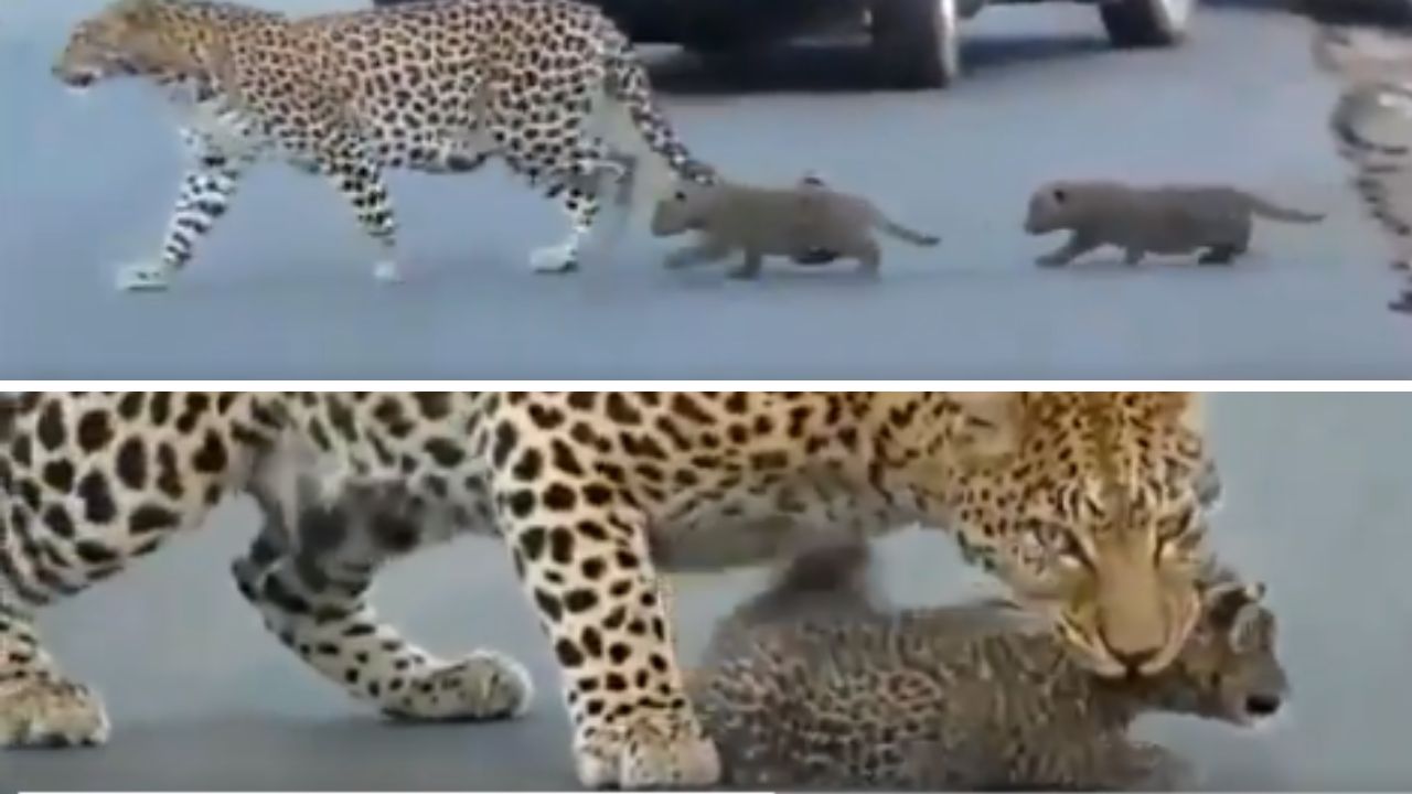 Viral Video: Leopard cub pulls a classic baby move, mother leopard not amused