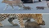Viral Video: Leopard cub pulls a classic baby move, mother leopard not amused