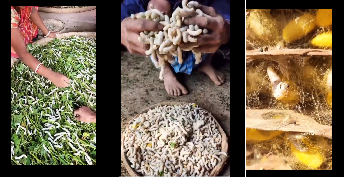 Viral Video: Silk manufacturing process amazes internet