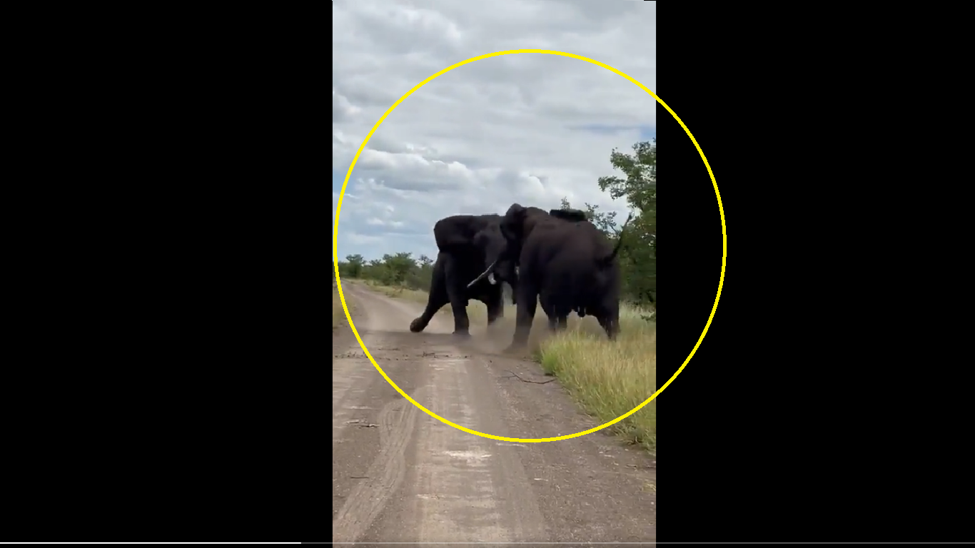 Tree falls, Jungle shakes when these two giant elephants battle it out [WATCH]