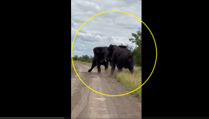 Tree falls, Jungle shakes when these two giant elephants battle it out [WATCH]
