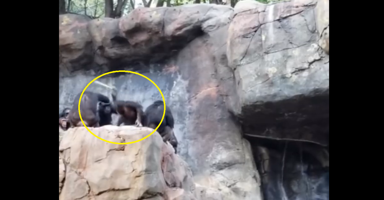 Viral Video: Monkey throws stones at zoo visitors, gets punished by mother