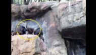 Viral Video: Monkey throws stones at zoo visitors, gets punished by mother