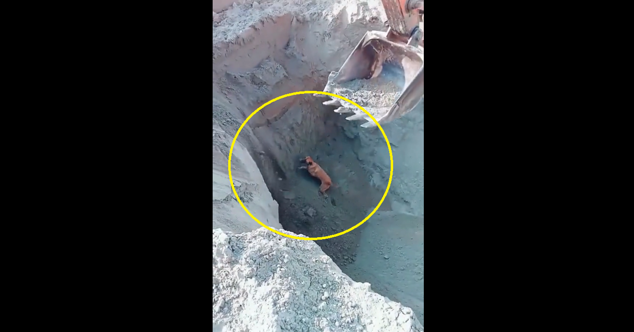 Viral Video: Worker pulls out dog from deep pit with help of excavator