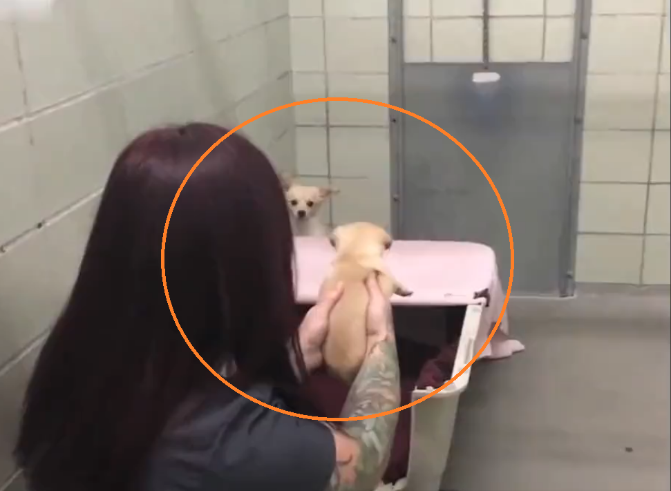 Heartwarming! Watch mama dog reunite with puppies; know their story