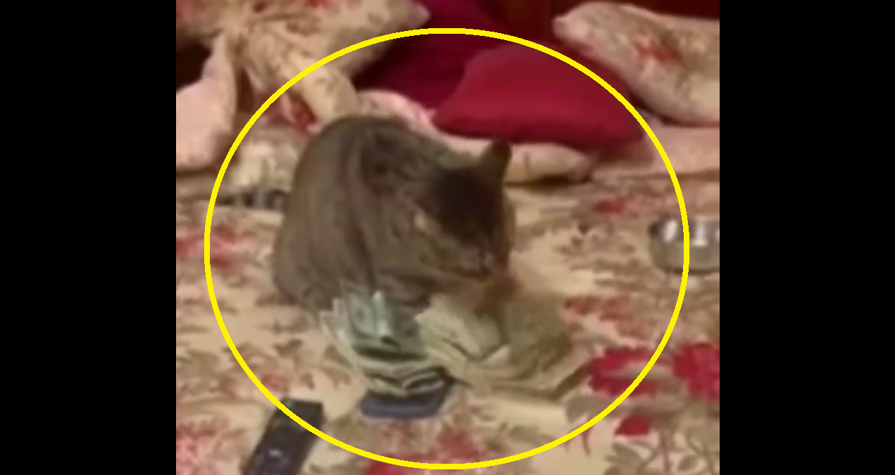 Watch: Cat counts money leaves internet in splits