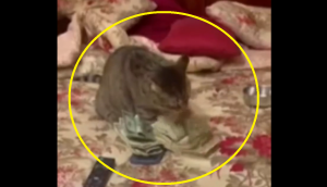 Watch: Cat counts money leaves internet in splits