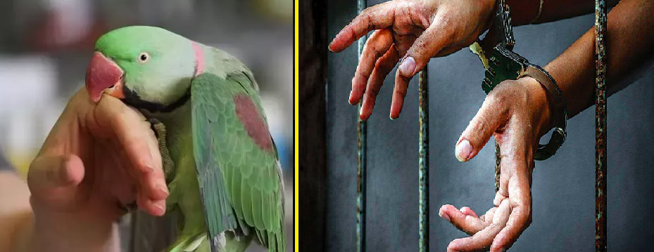 2014 murder, parrot’s testimony and lifetime conviction after 9 years