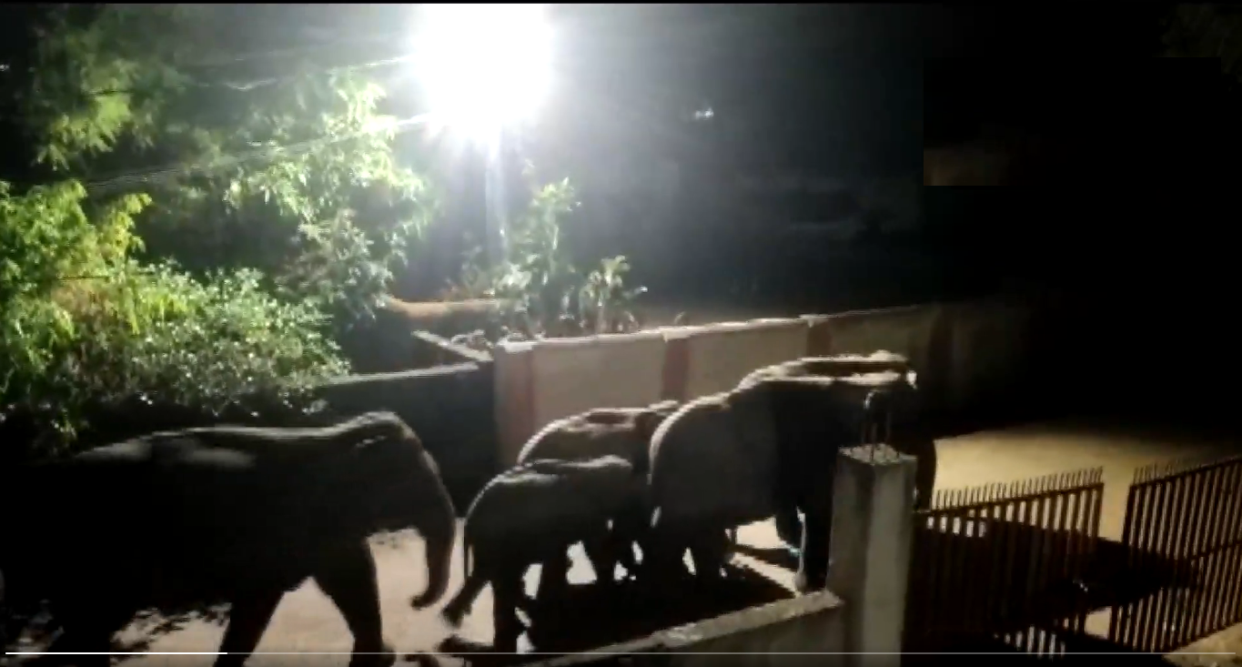 Watch: 12 wild elephants spotted at residential area in Odisha’s Jharsuguda