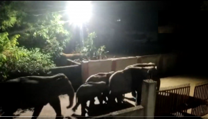 Watch: 12 wild elephants spotted at residential area in Odisha’s Jharsuguda