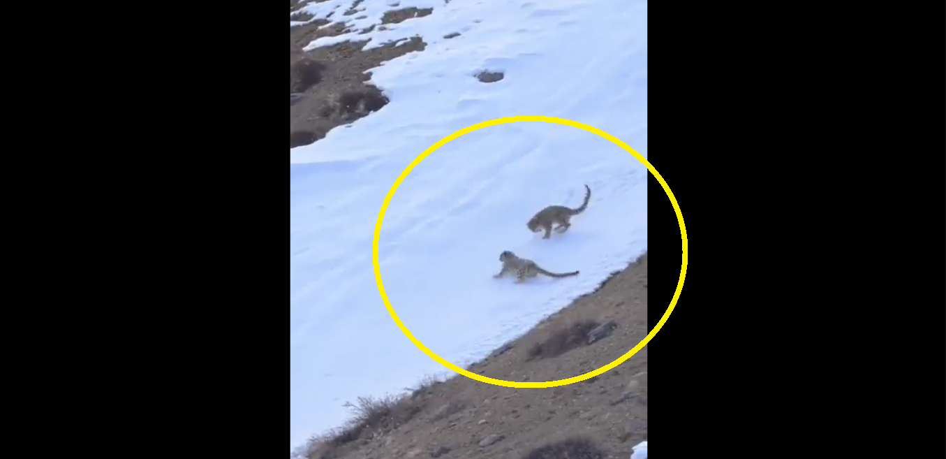 Leaping and Slipping! Watch snow leopard couple playing in snow