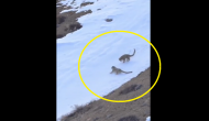 Leaping and Slipping! Watch snow leopard couple playing in snow