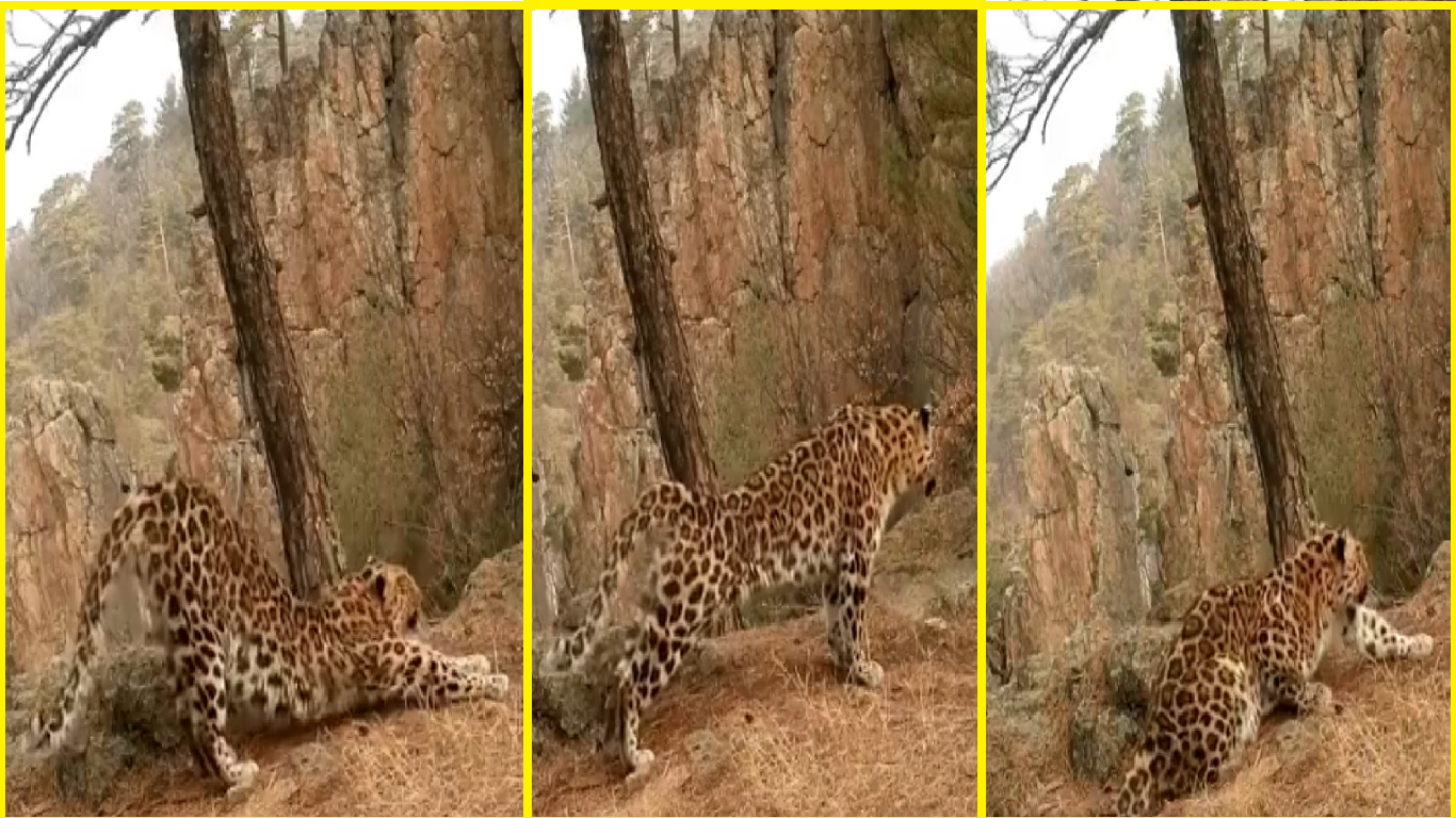 Viral Video: Wild leopard performing ‘Surya Namaskar’