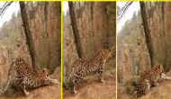 Viral Video: Wild leopard performing ‘Surya Namaskar’