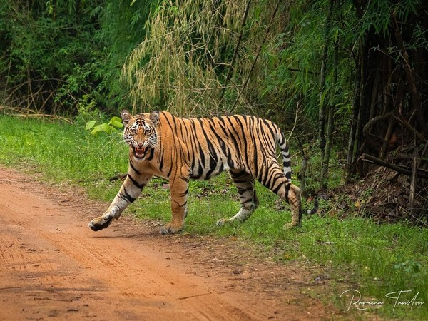 Chhattisgarh: Man killed in tiger attack, two injured