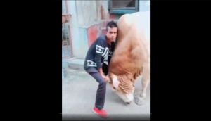 Viral: Boy tries to overpower bull; watch what happens next?