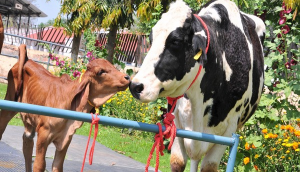 Haryana: India's first cloned desi Gir female calf, Ganga produced at NDRI