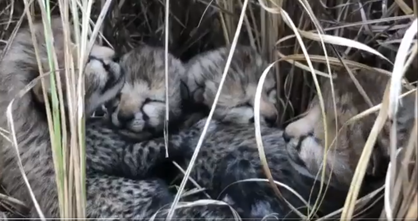 70-Years-Long Wait Over! Watch Kuno National Park welcomes 4 adorable Cheetah cubs