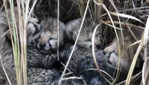 70-Years-Long Wait Over! Watch Kuno National Park welcomes 4 adorable Cheetah cubs