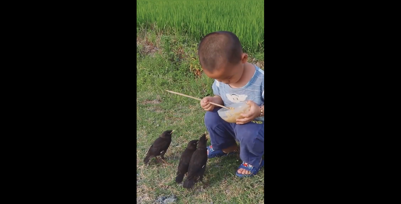 ‘Aww-dorable’! Watch cute kid feeds birds with chopstick
