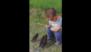 ‘Aww-dorable’! Watch cute kid feeds birds with chopstick