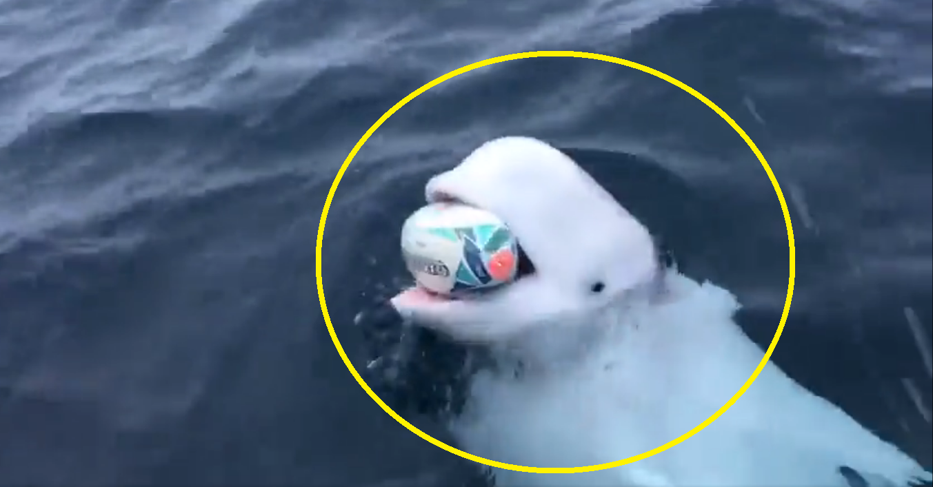 Viral Video: Adorable Beluga Whale plays fetch in sea