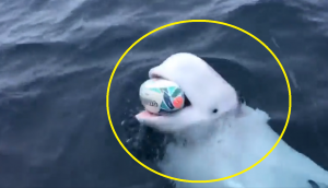 Viral Video: Adorable Beluga Whale plays fetch in sea