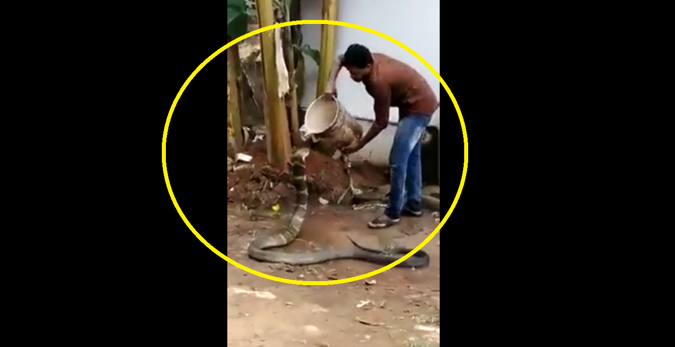 Act of Kindness! Watch man pours water on king cobra; cools it off on hot summer day
