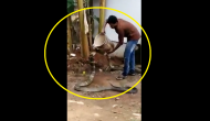 Act of Kindness! Watch man pours water on king cobra; cools it off on hot summer day