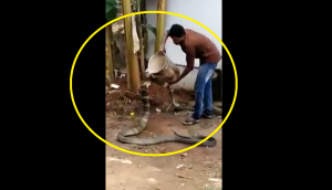 Act of Kindness! Watch man pours water on king cobra; cools it off on hot summer day